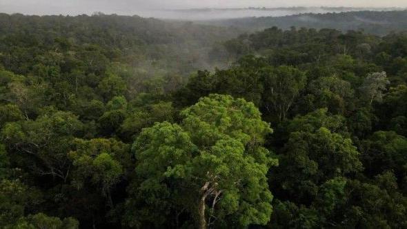 غابة الأمازون الصحية حيث الأشجار الكثيفة تعدّ منطقة حيوية في مواجهة ارتفاع درجات الحرارة.