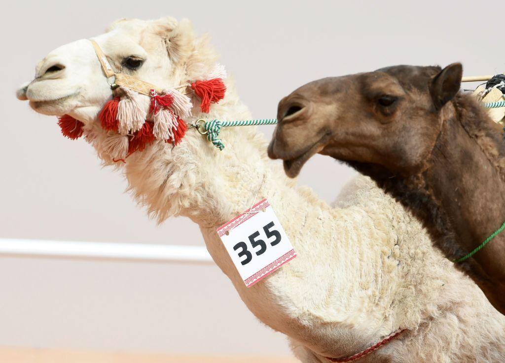 اوښان