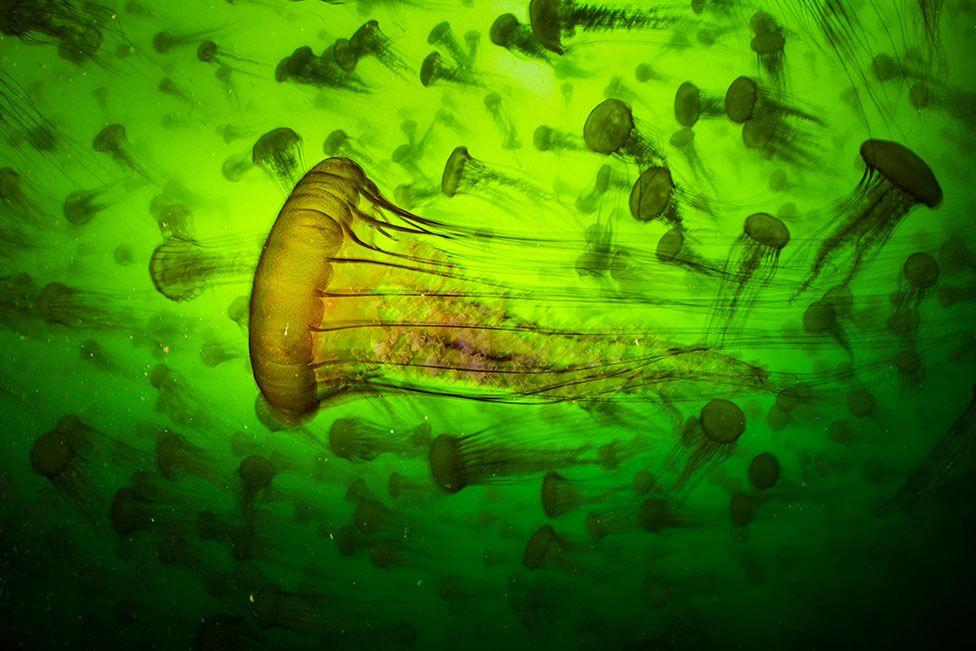 Un gran grupo de ortigas del Pacífico flota bajo el agua. Sus campanillas translúcidas brillan en tonos ámbar y sus largos tentáculos se arremolinan en el agua verde.