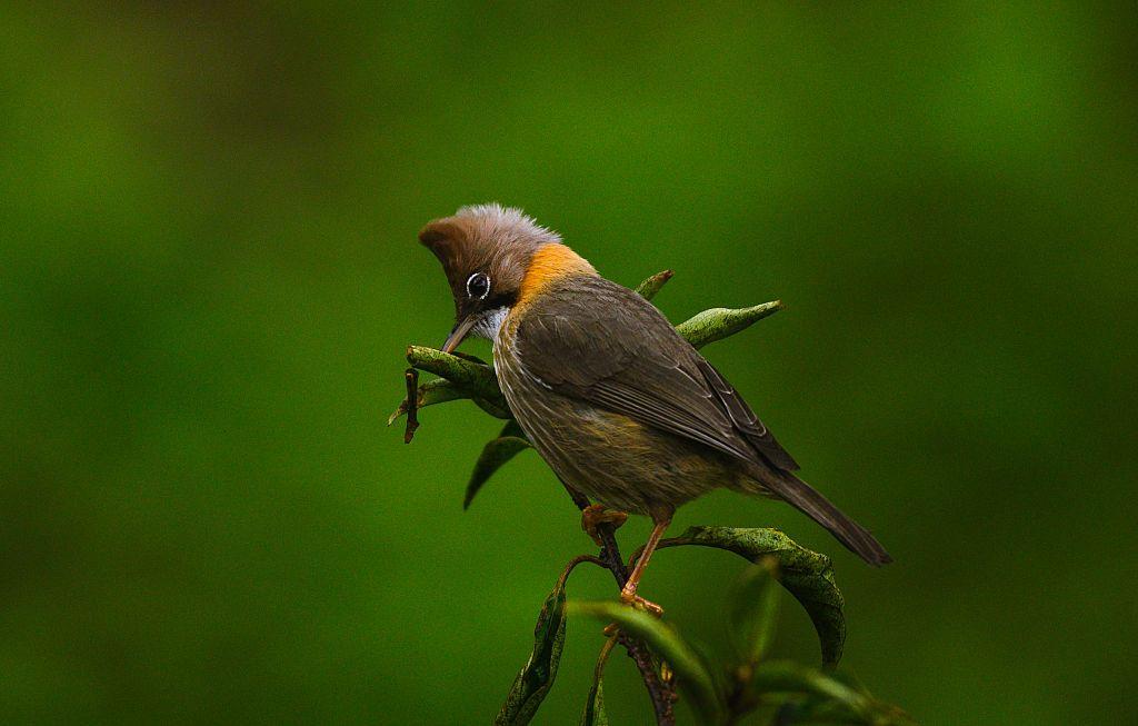 Un pajarito sobre la rama de un árbol. 
