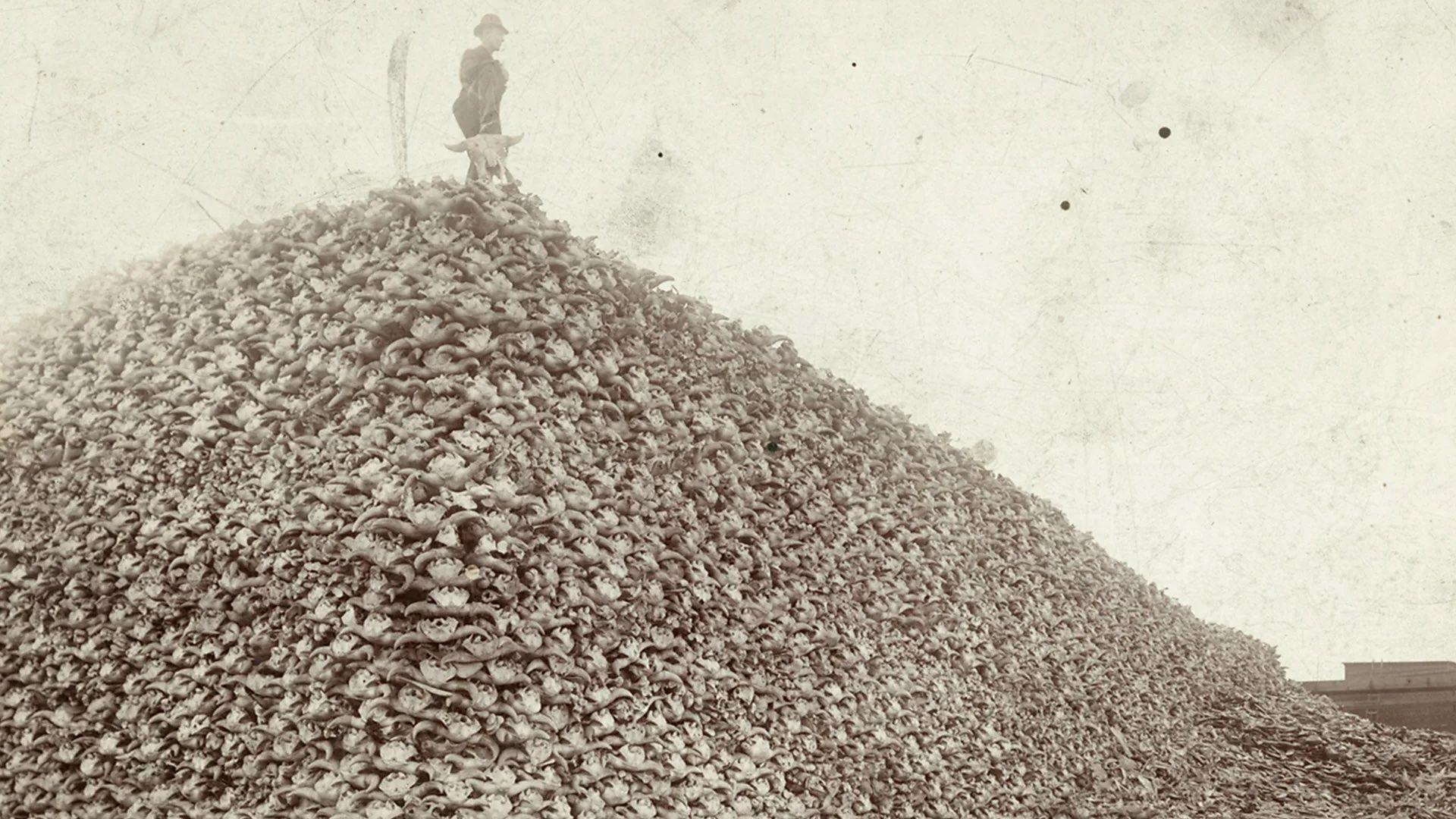 Un hombre posa orgulloso sobre una montaña de cráneos de bisonte en una foto de blanco y negro