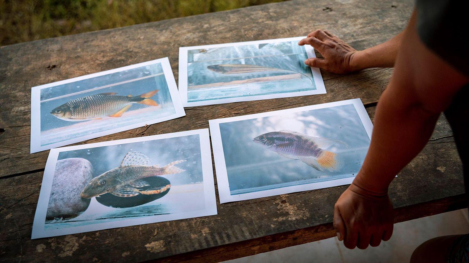 Fotos de peces sobre una mesa de madera y los brazos de una persona apoyados en esta.