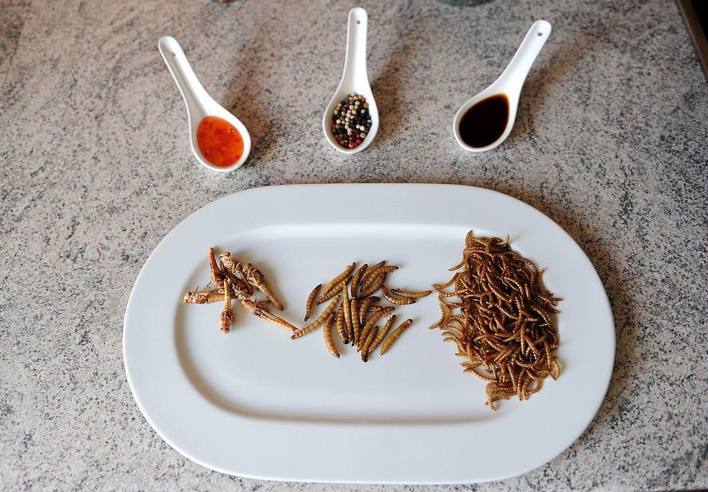 Plato con insectos