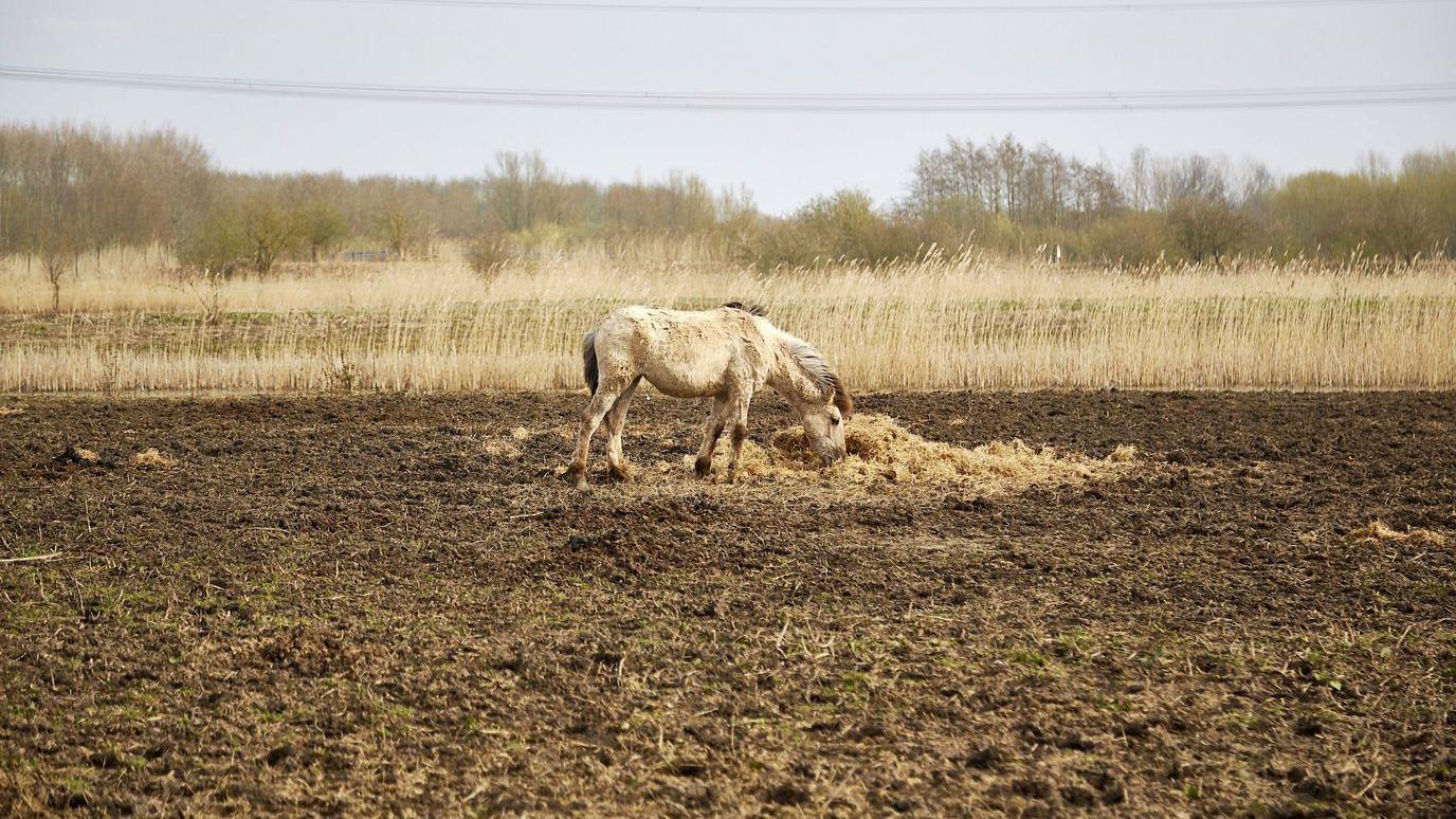 Cavalo magro procura pasto para se alimentar em um solo quase sem vegeta&ccedil;&atilde;o