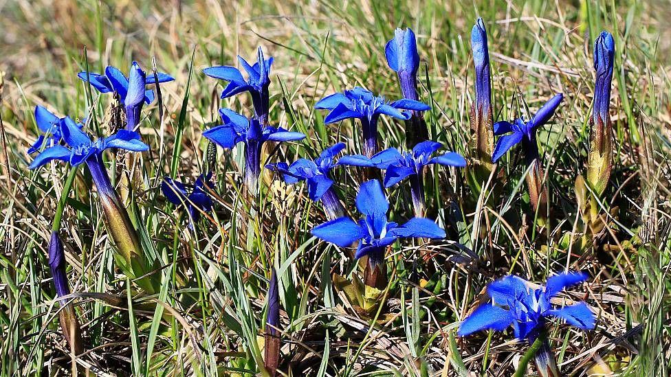 Flores de gitanilla menuda (Gentiana verna) crecen entre el pasto. Las pequeñas flores de azul vívido tienen cinco pétalos y el centro blanco.