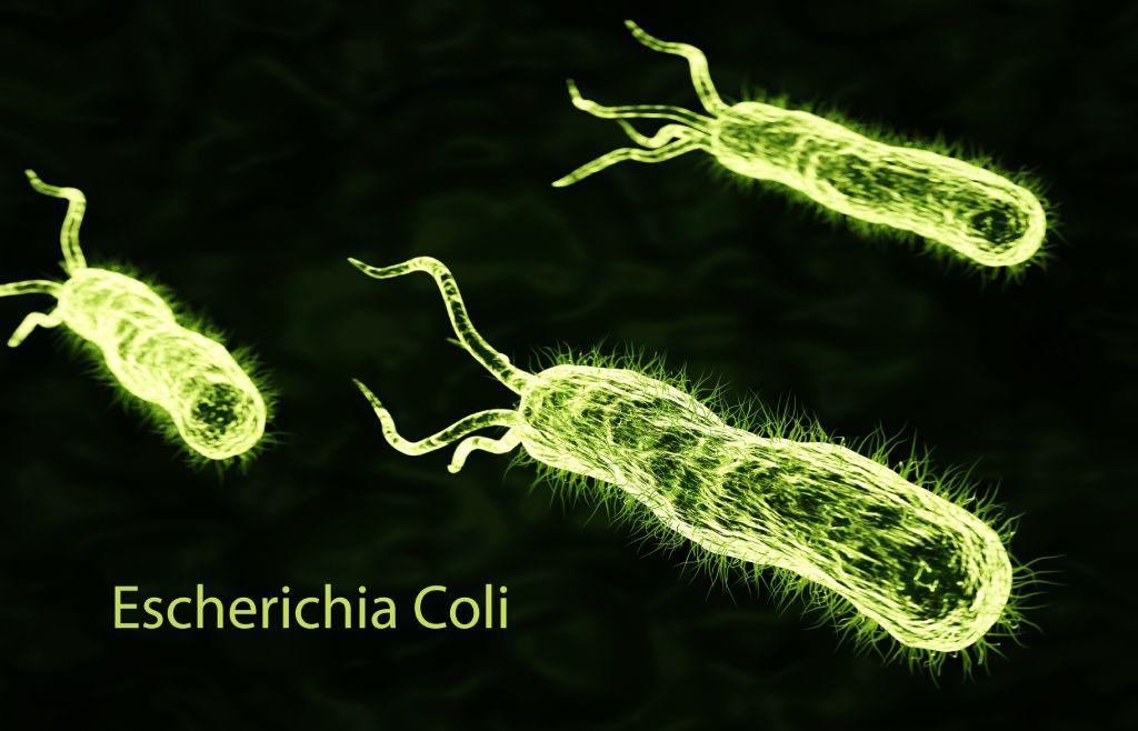 3 bacterías de E. coli