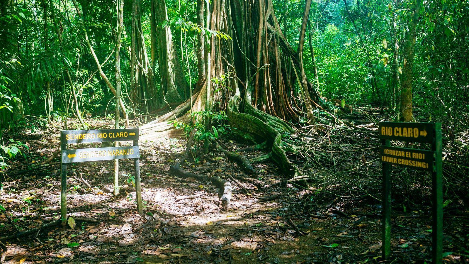 Señales indican los senderros que se pueden tomar para entrar en el Parque Nacional Corcovado frente a un gran tronco de árbol