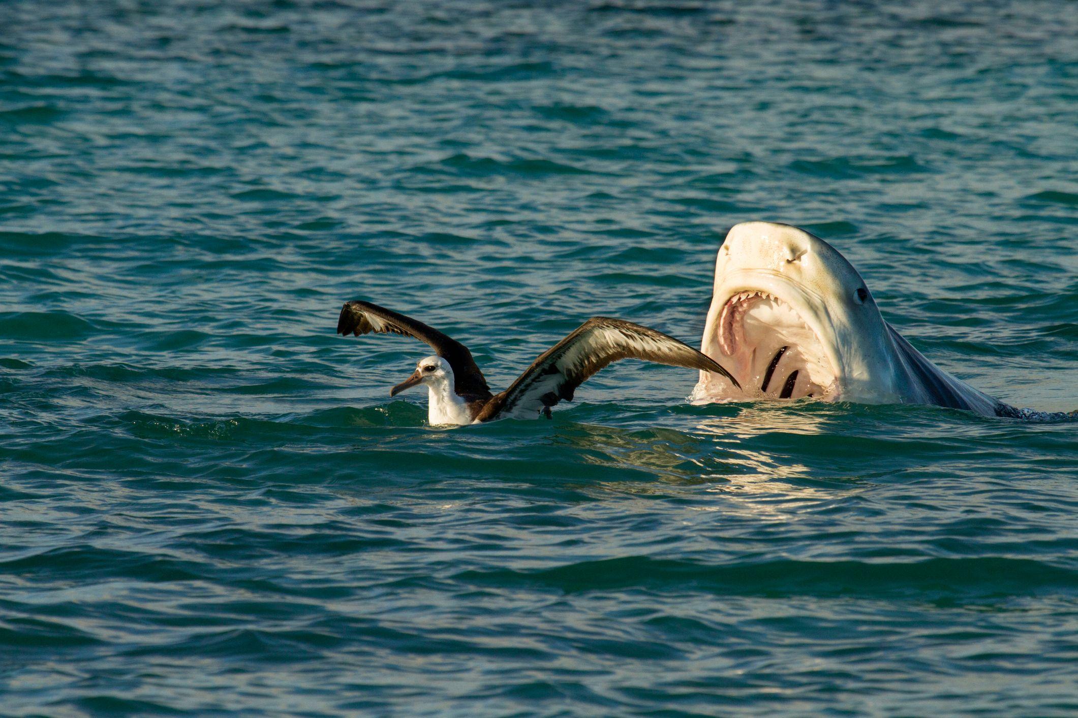 Un tiburón tigre se acerca amenazante de espaldas a un albatros en la superficie del mar con la boca completamente abierta, listo a devorarlo