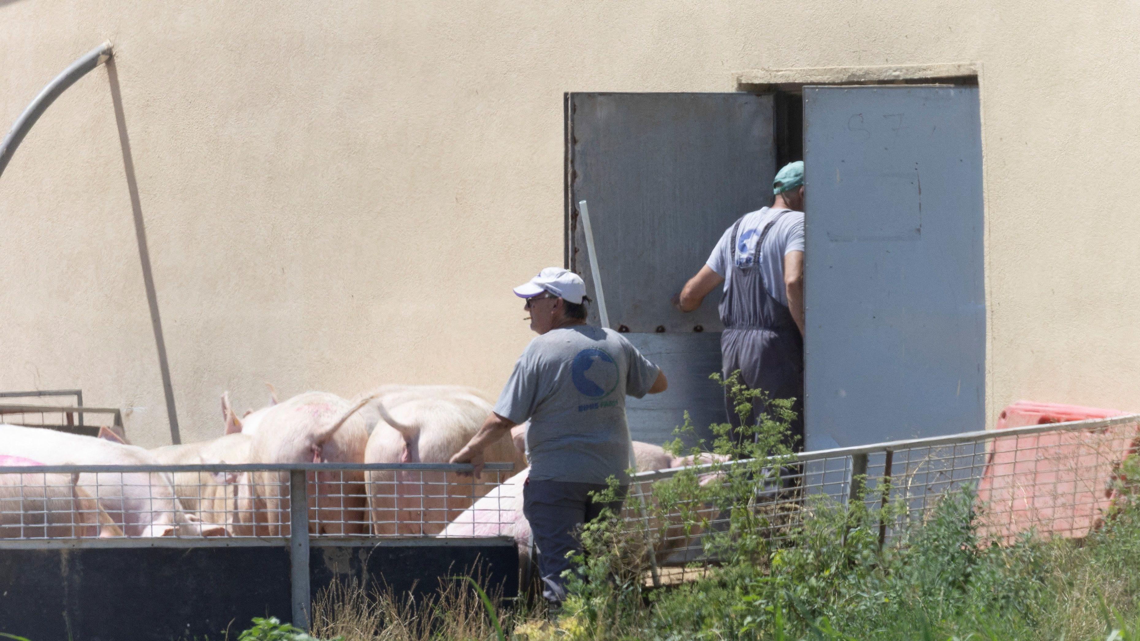 Novi talas afričke svinjske kuge: U Srbiji ubijeno blizu 30.000 životinja 3 Stočari u Hrtkovcima
