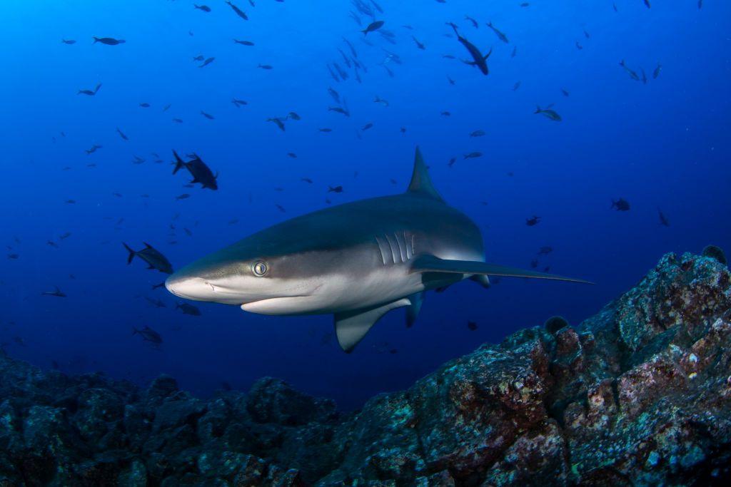 Un tiburón galápagos nadando en un arrecife.