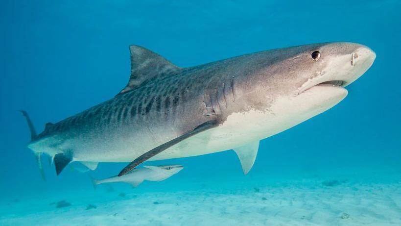 Un tiburón tigre nadando en aguas de las Bahamas