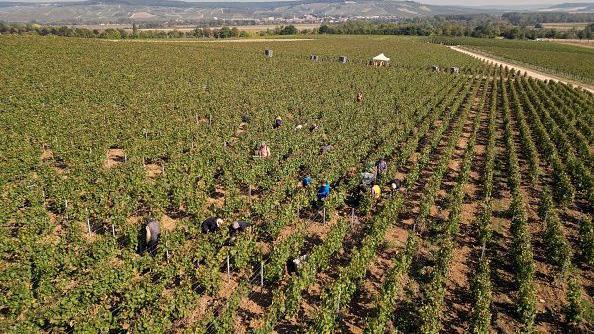 French trial exposes human trafficking among champagne workers
