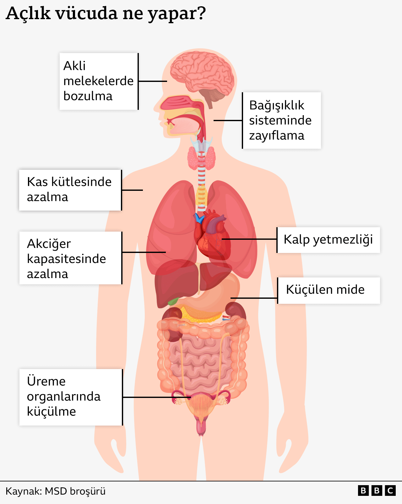 açlığın vücut üzerindeki etkileri grafiği 