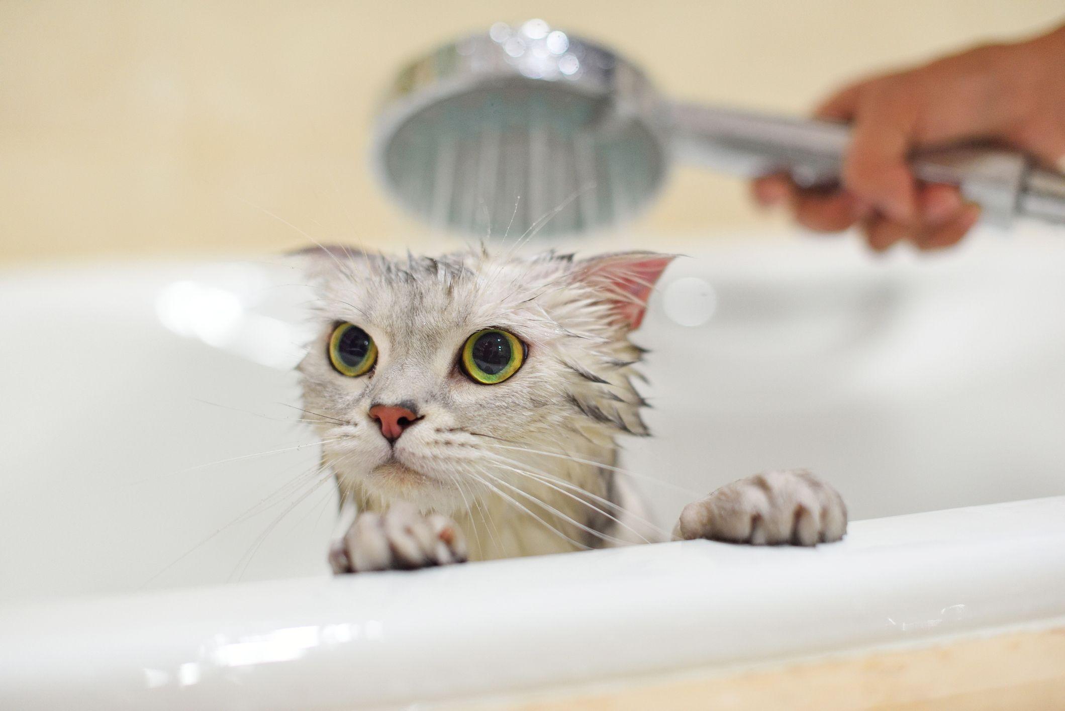 Gato em banheira tomando banho de chuveiro