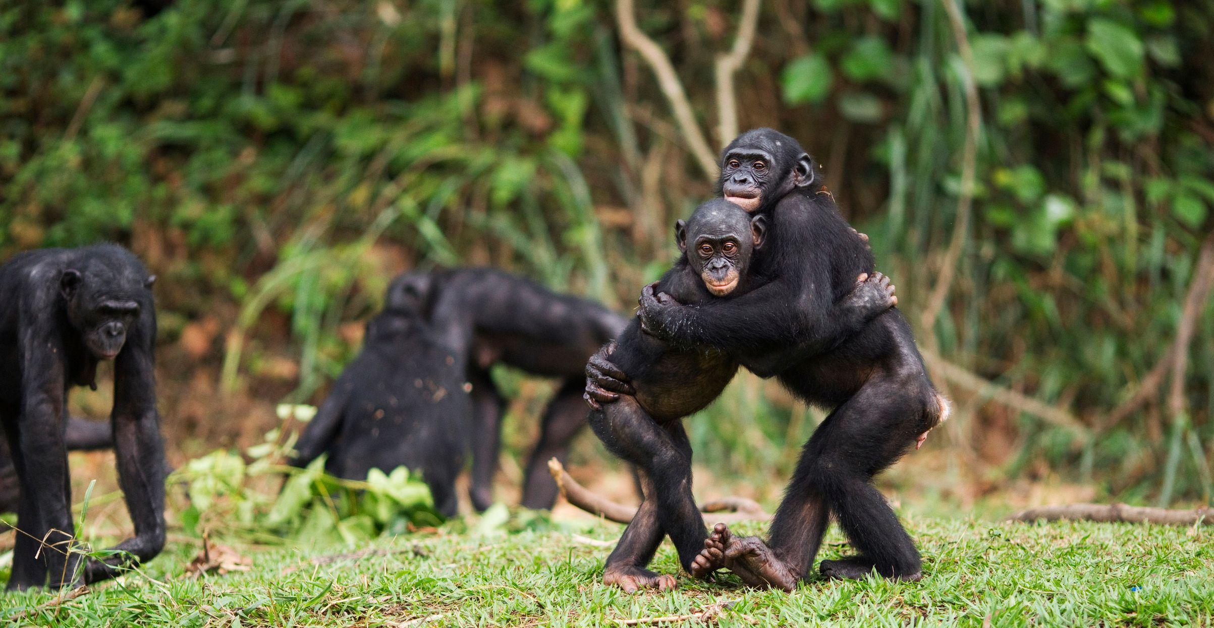 Bonobo majmuni