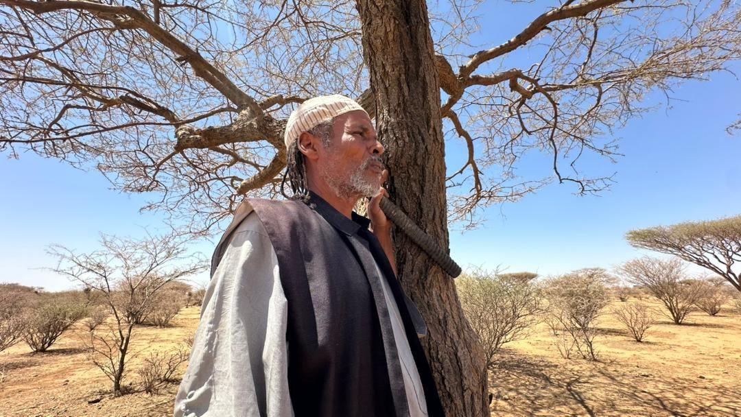 صورة لرجل يقف وسط غابة بجوار شجرة كبيرة، وفي يده اليمنى فأس يستخدمها أثناء العمل في الغابة  