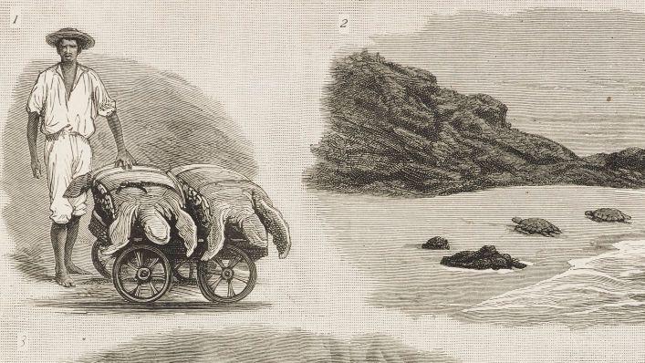 捕捉海龜，英國亞森欣島，插圖來自《圖畫》，第 XXVII 卷，第 691 期，1883 年 2 月 24 日。