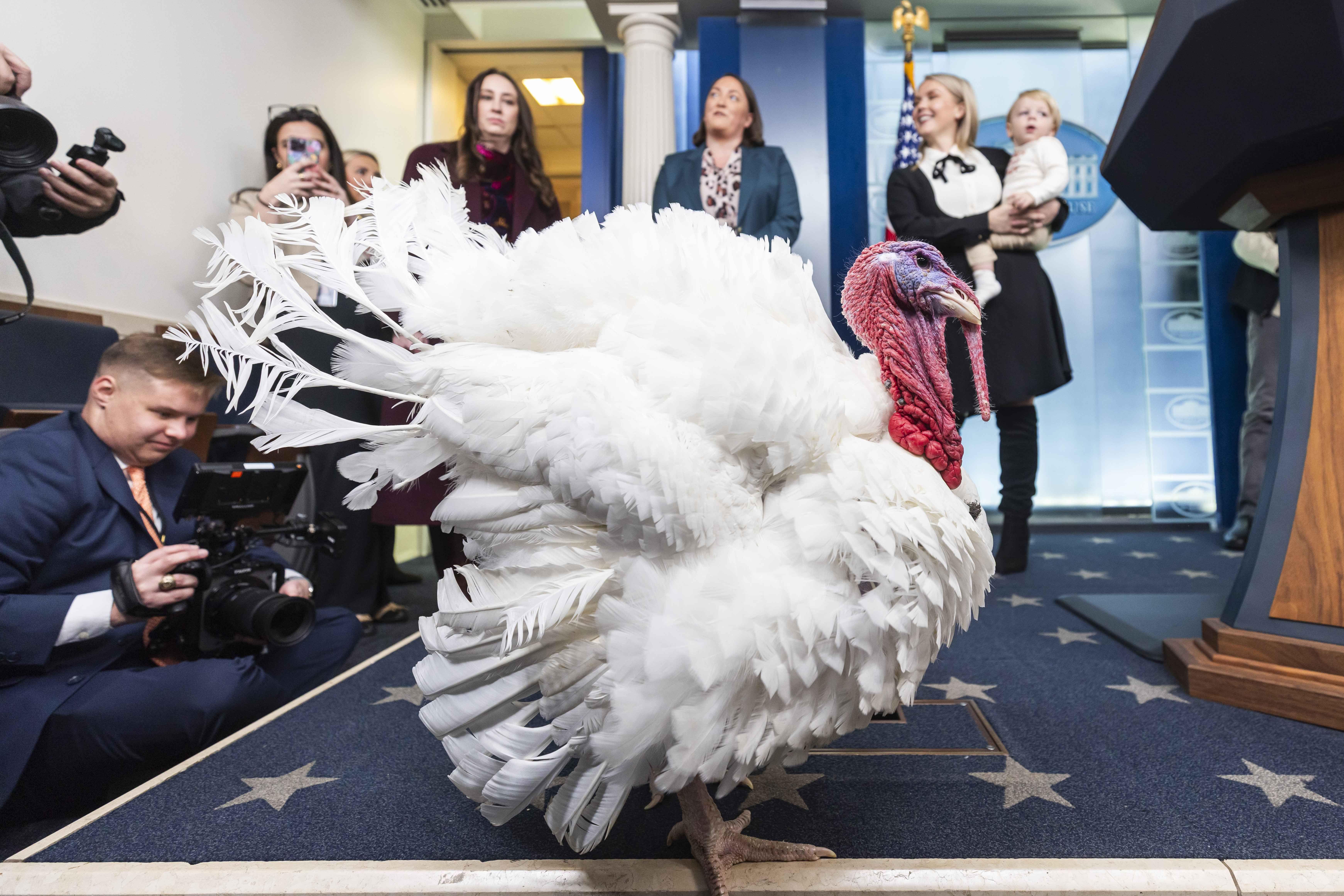 الديك الرومي وادل، يتجول في قاعة المؤتمرات الصحفية بالبيت الأبيض قبل منح العفو من الرئيس الأمريكي دونالد ترامب للديك الفائز.
