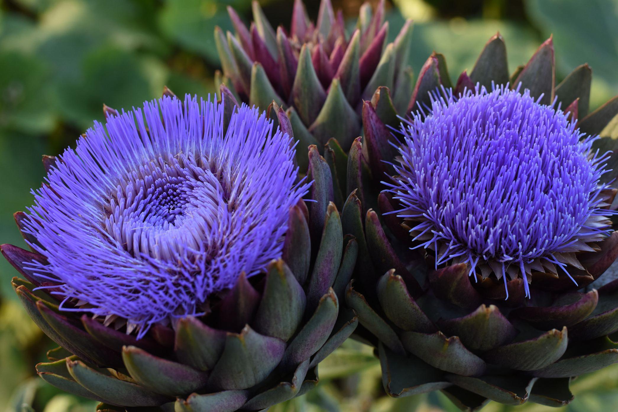 Alcachofras (Cynara cardunculus) crescendo em um jardim. Duas delas j&aacute; est&atilde;o em forma de flor, de cor violeta e p&eacute;talas delgadas. Ainda &eacute; poss&iacute;vel observar as folhas da alcachofra.