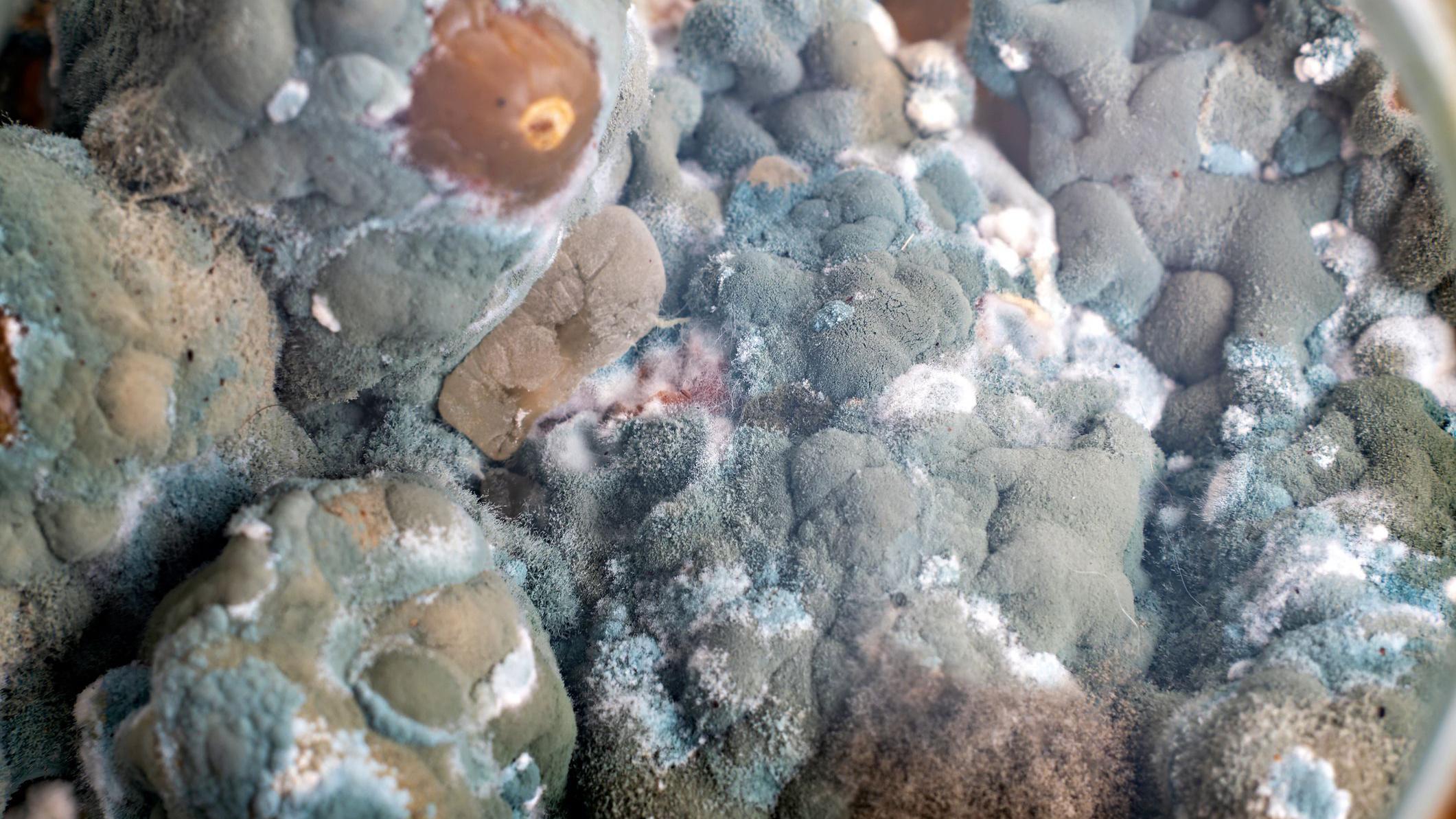 Vista próxima de mofo