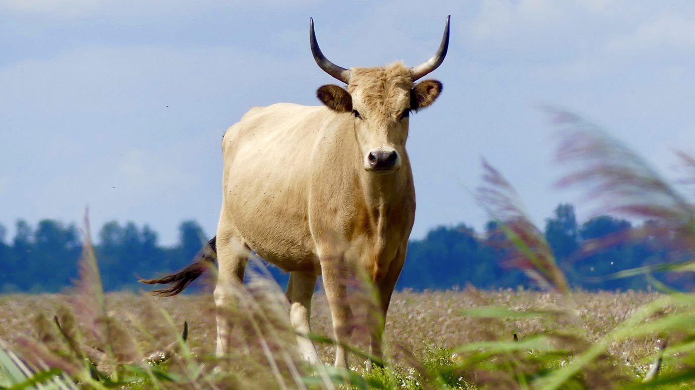 Un herbívoro astado en mitad de una pradera. 