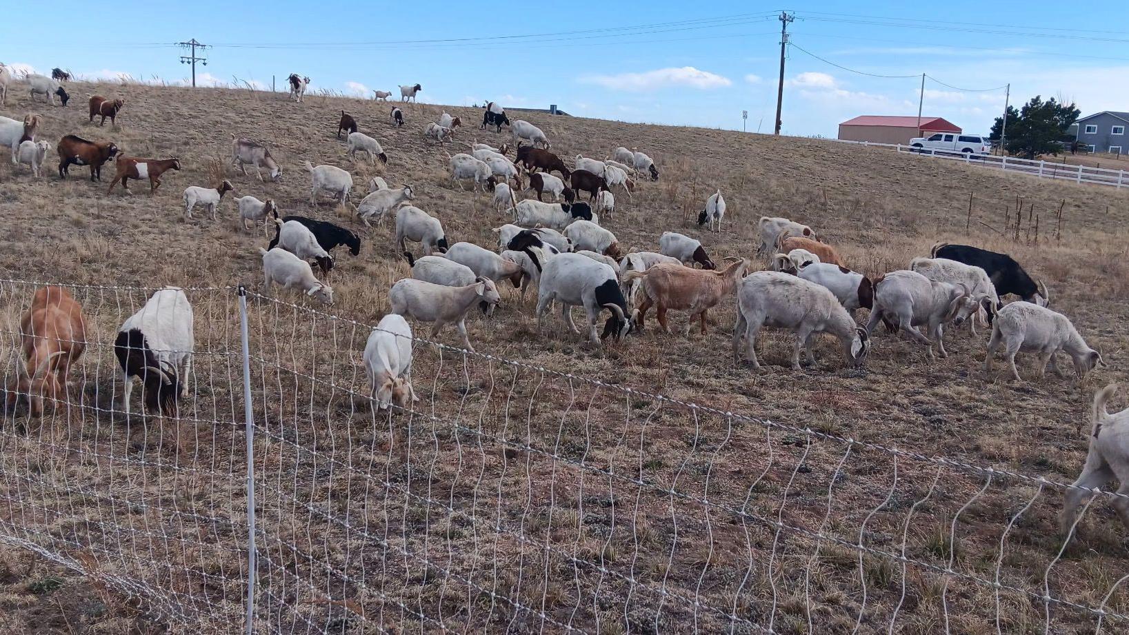 Decenas de cabras pastan en un campo seco y marrón.
