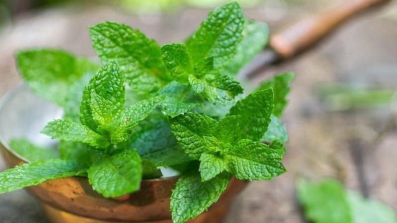 نبات النعناع ينمو في إناء خاص به