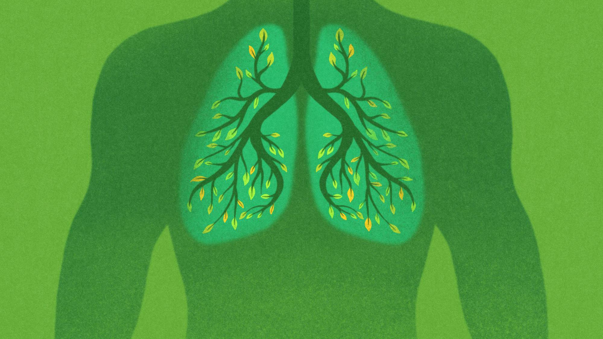 Ilustración de pulmones verdes llenos de plantas.