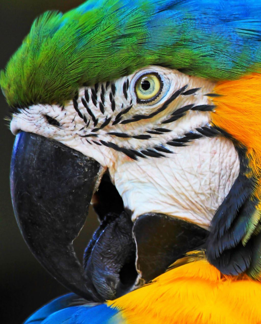 Primer plano extremo de la cara de una guacamaya azul y amarilla (verde, blanca, negra), con el pico abierto y la lengua afuera.