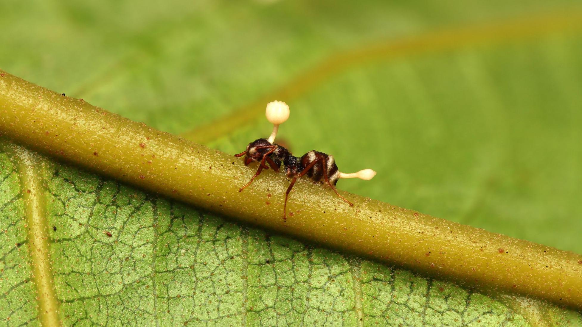 De una hormiga, que está sobre una hoja verde, salen dos champiñones del género cordyceps.