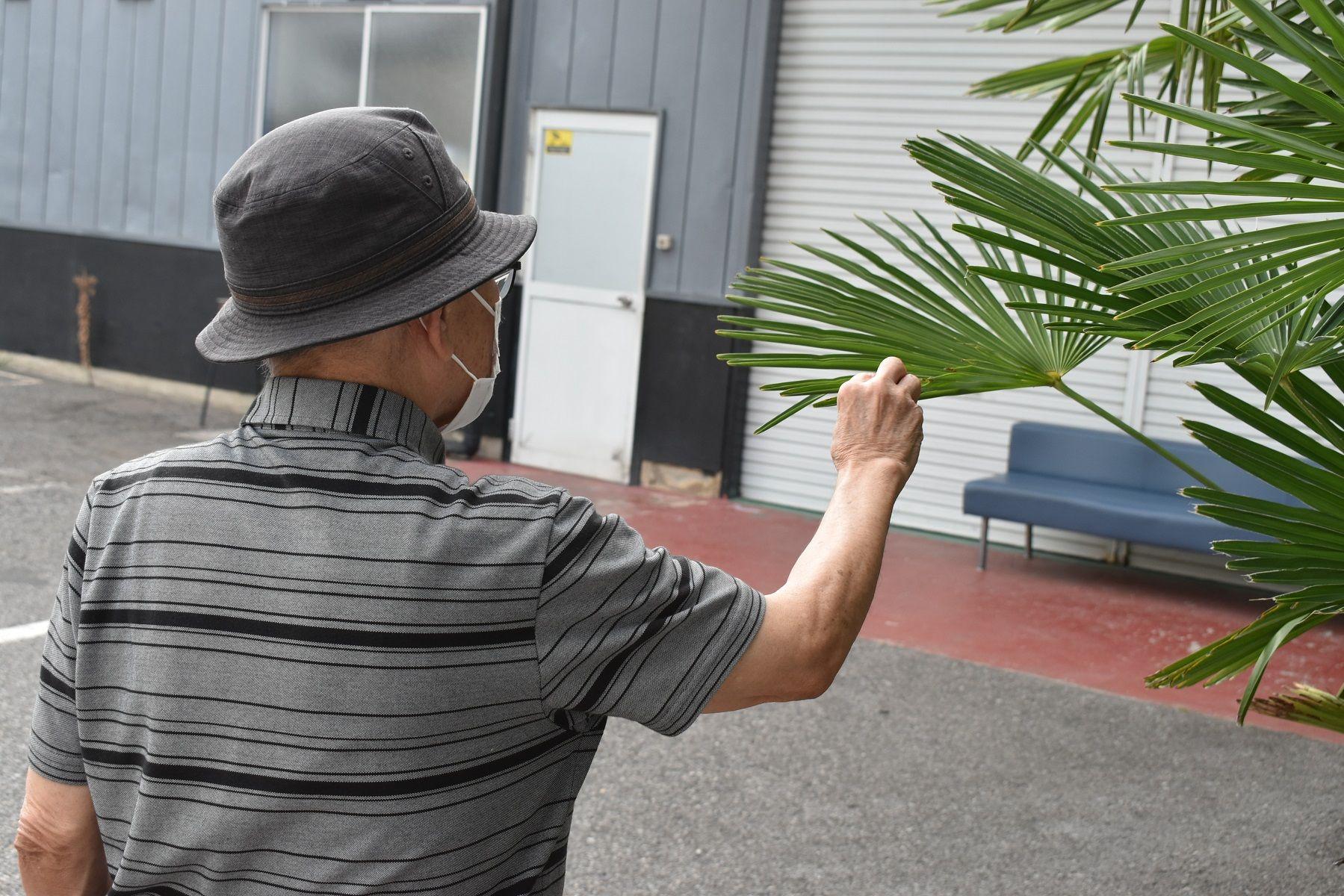 Idoso de costas, mexendo em planta