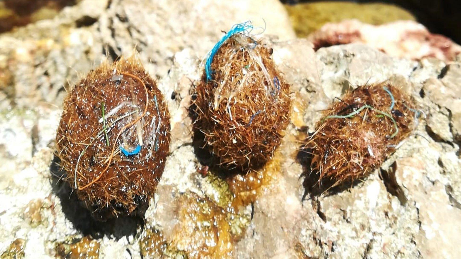 "Pelotas de Neptuno".