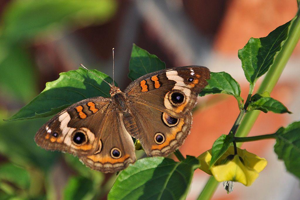 Una mariposa sobre una planta de tomate