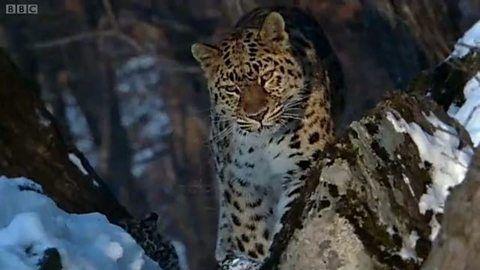 النمر العربي