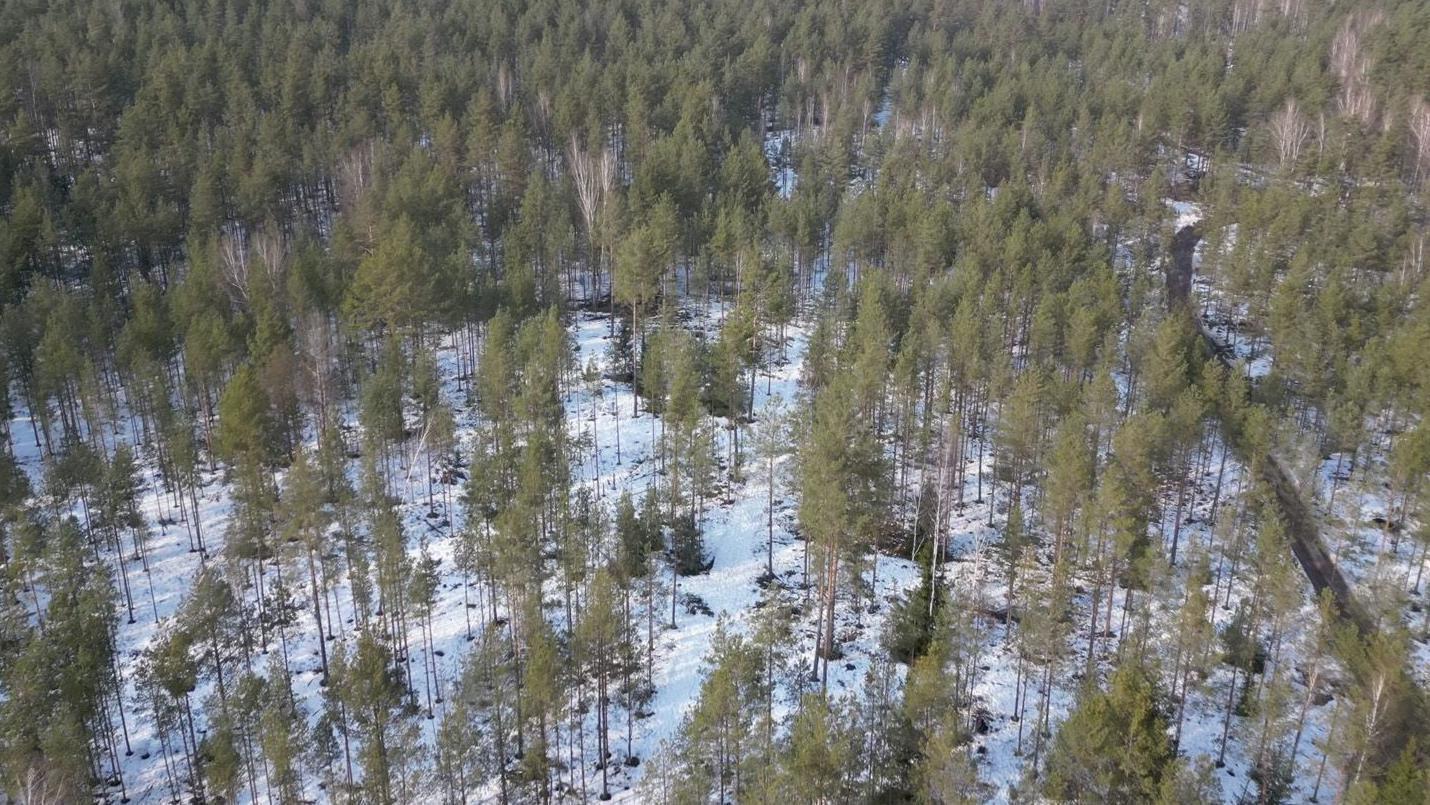 Terreno coberto de neve com &aacute;rvores espalhadas