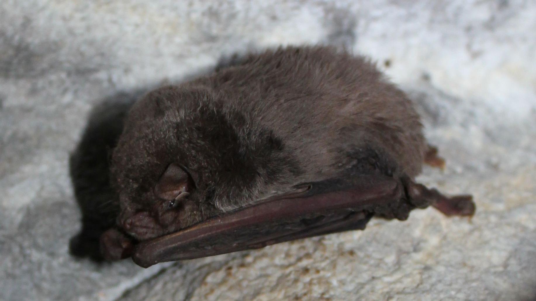 'Betmenova gamsia': Nova vrsta gljive nazvana po superheroju 2 Slepi miš na zidovima pećine