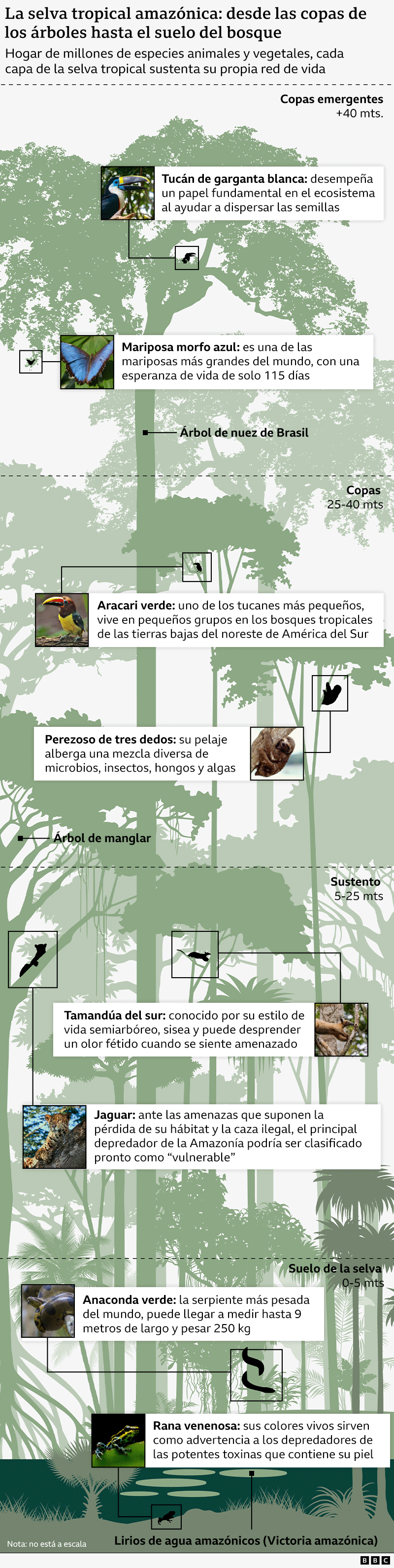 Gráfico que muestra la diversidad de flora y fauna de la selva amazónica