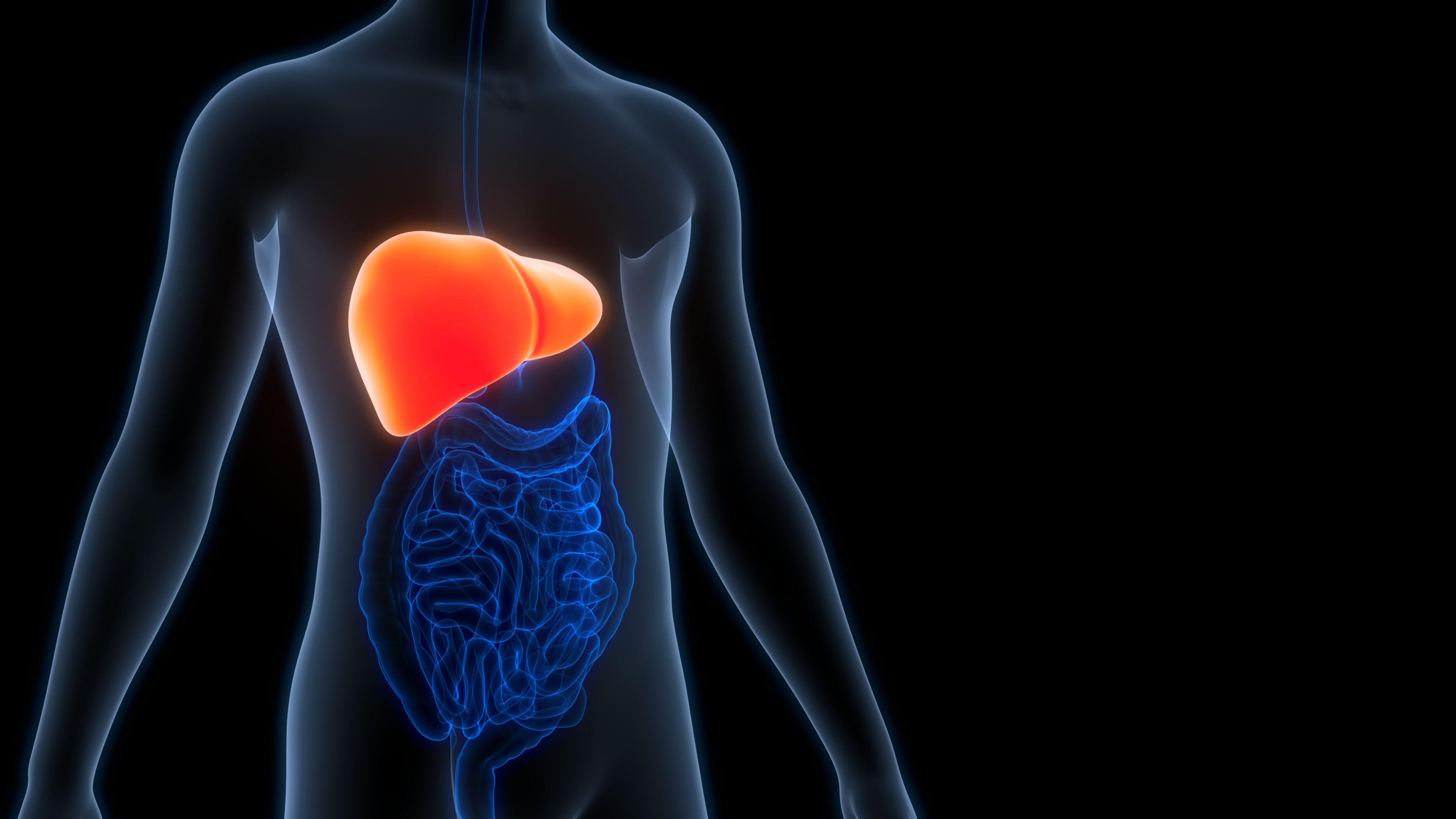 صورة توضيحية للكبد في الجهاز الهضمي للإنسان