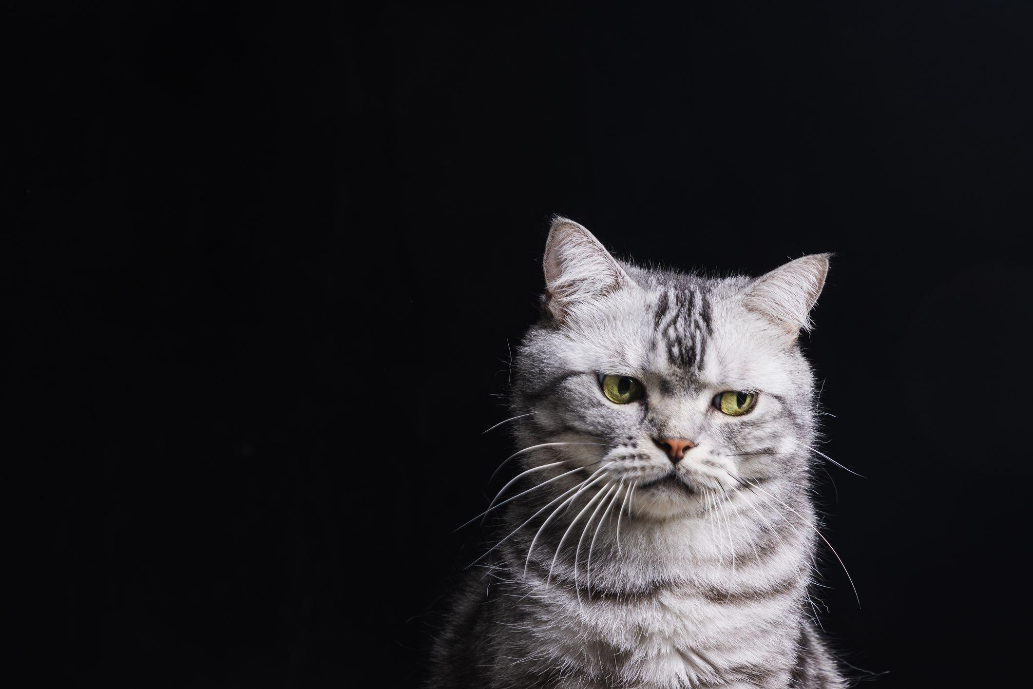 gato cinza em fundo preto