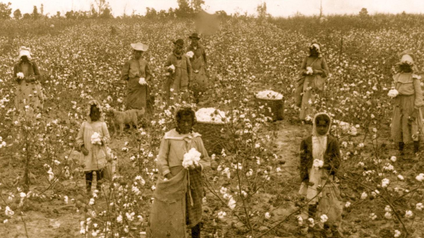 Foto em preto e branco mostra negros trabalhando em uma planta&ccedil;&atilde;o de algod&atilde;o no in&iacute;cio do s&eacute;culo 20