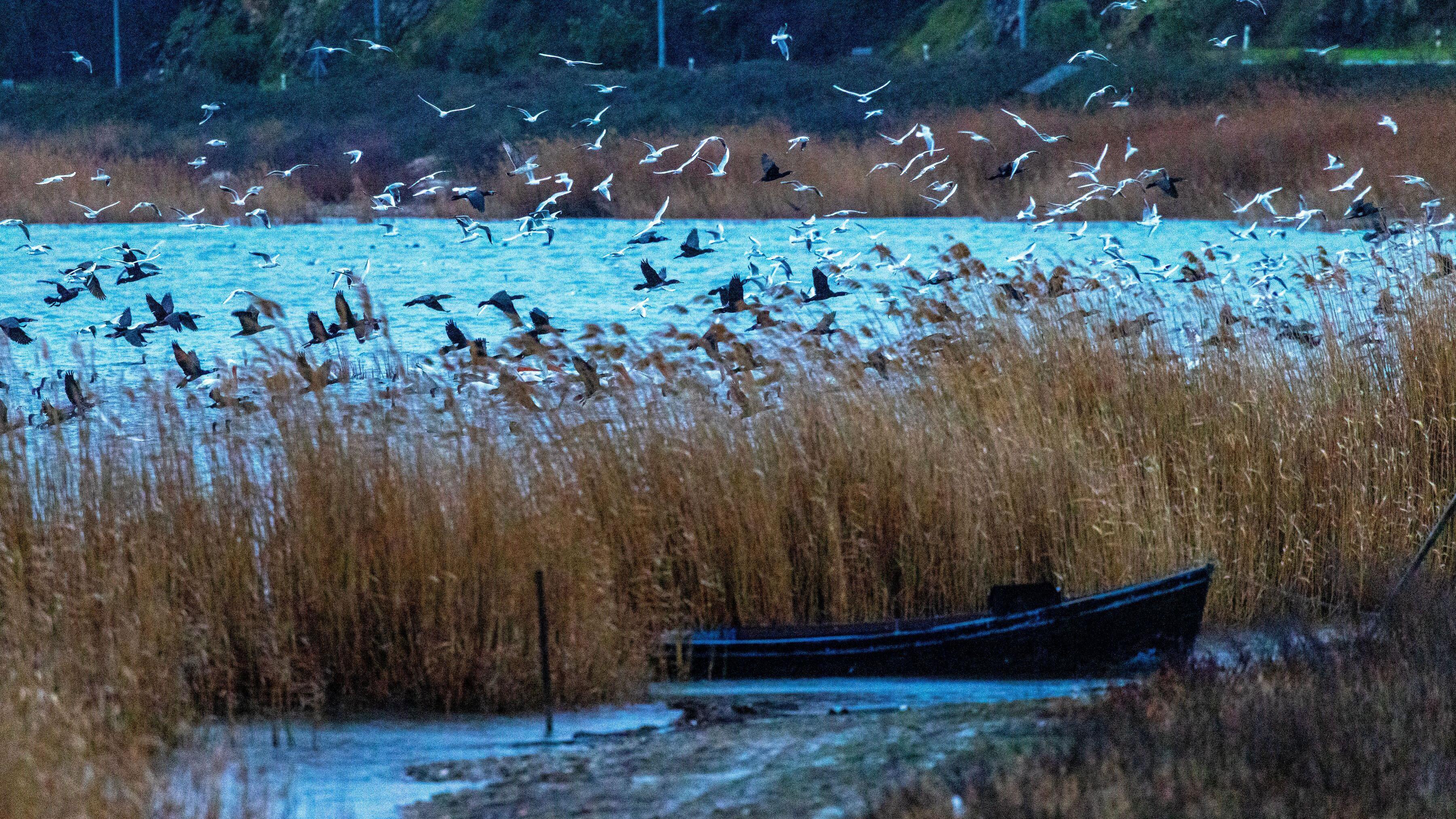 ptice iznad Dorjanskog jezera, čamac na obali 