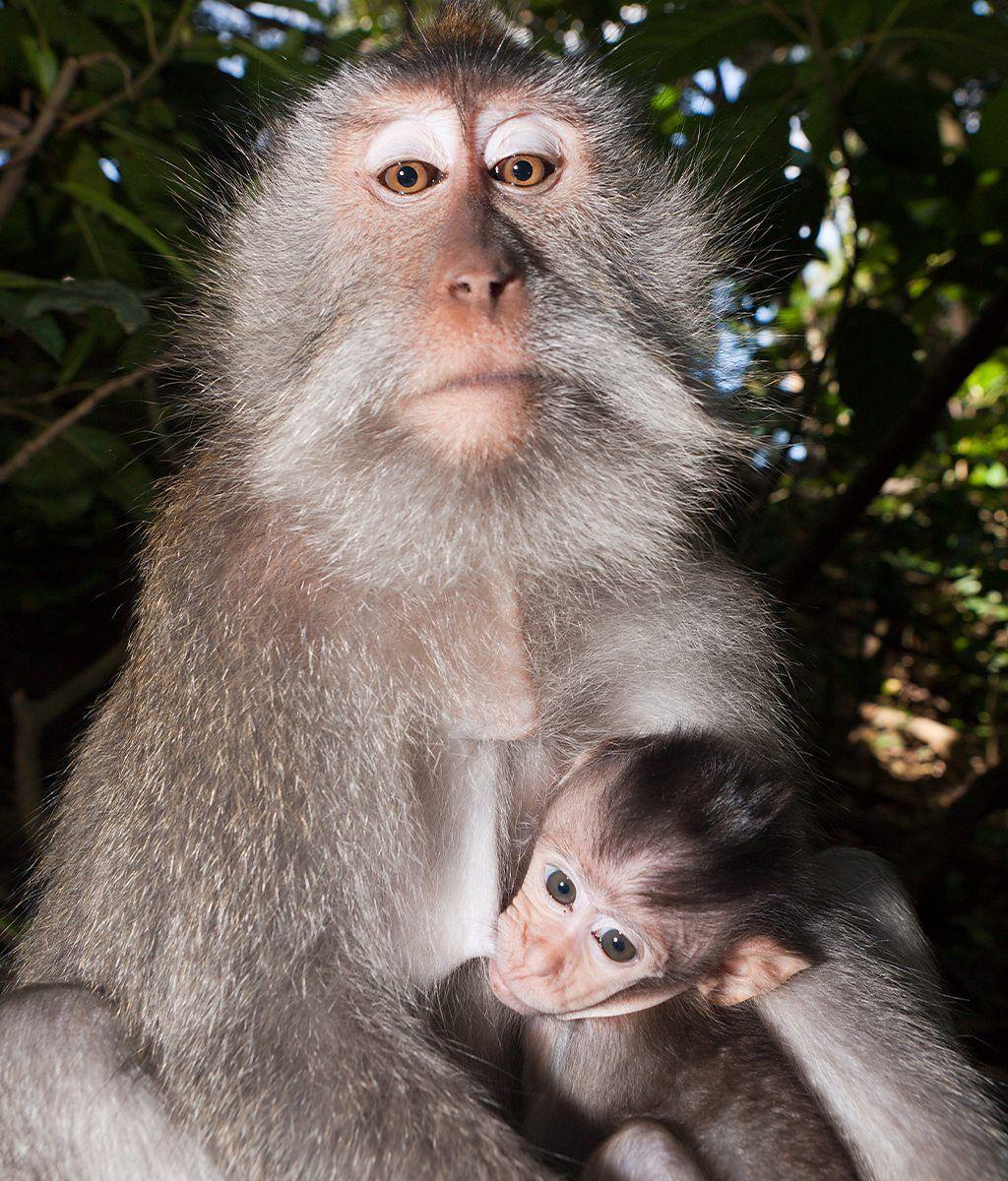 Un mono macaco junto a su cría.
