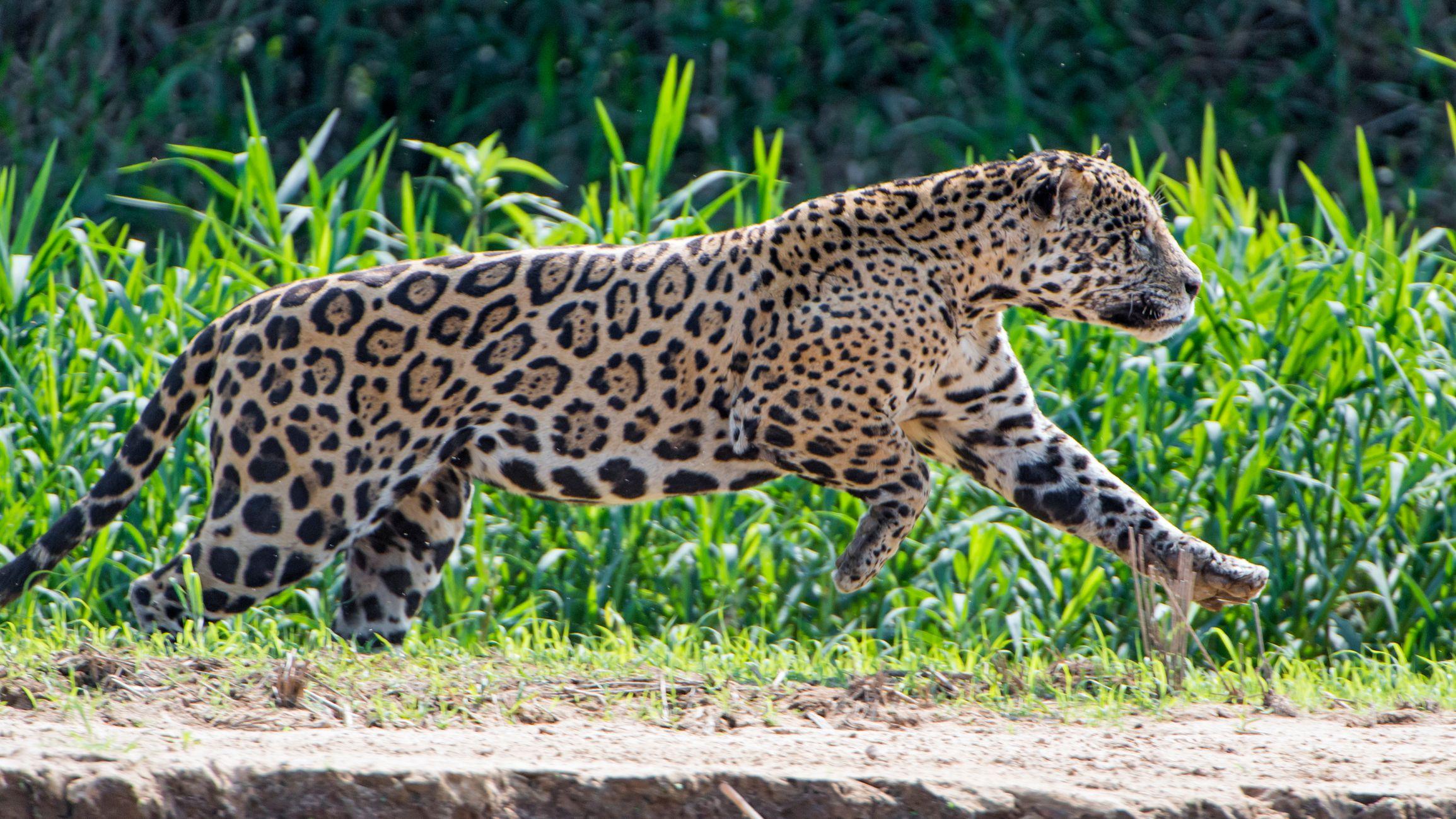 Onça-pintada correndo