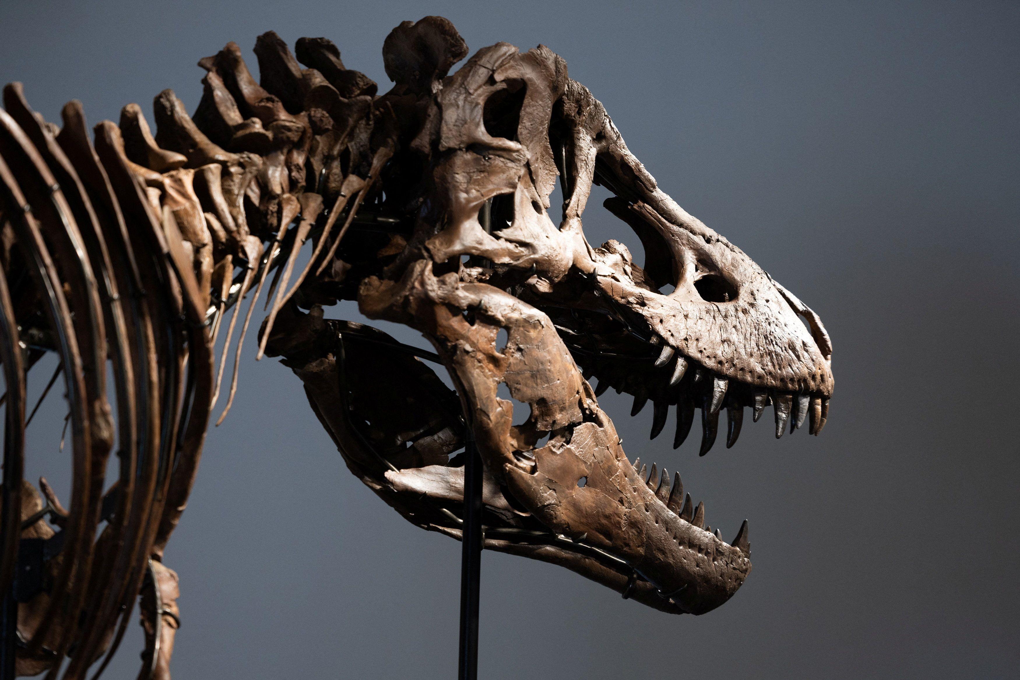 dinosaurus, aukcija