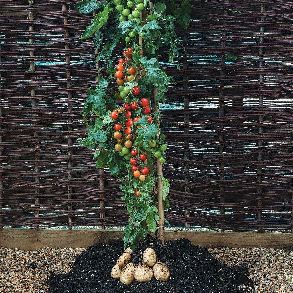 Una planta repleta de tomates arriba y de papas en la raíz