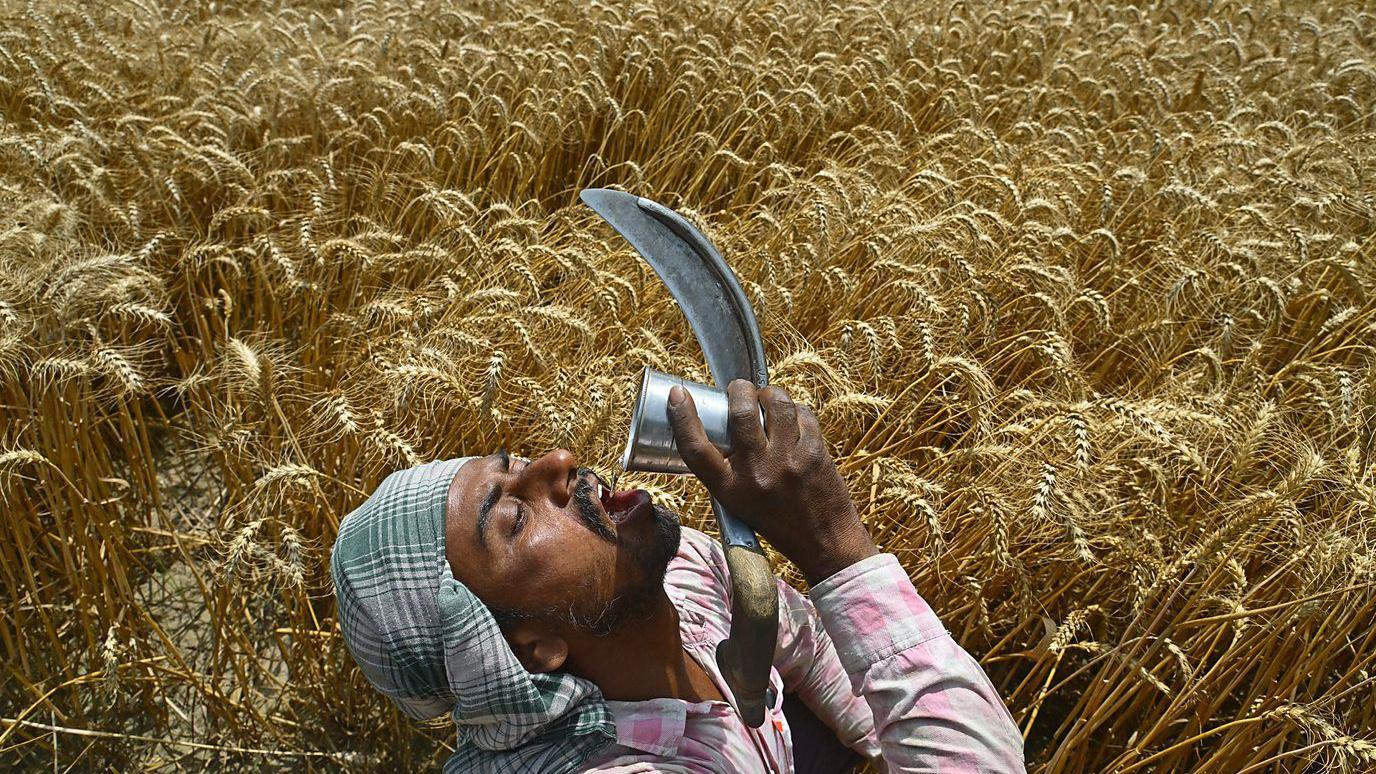 مزارع مهاجر في الهند 