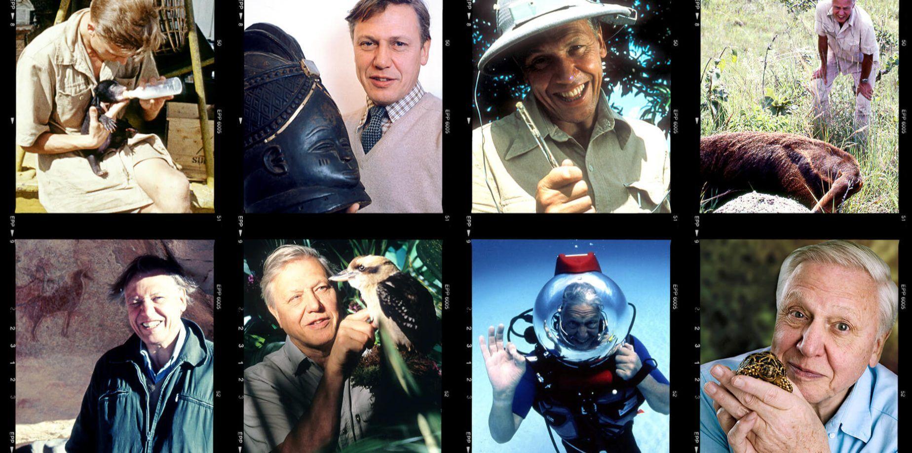 Collage de fotografías que muestran a Attenborough en distintas etapas, realizando actividades de naturaleza, ciencia y exploración, interactuando con animales y equipos de filmación.