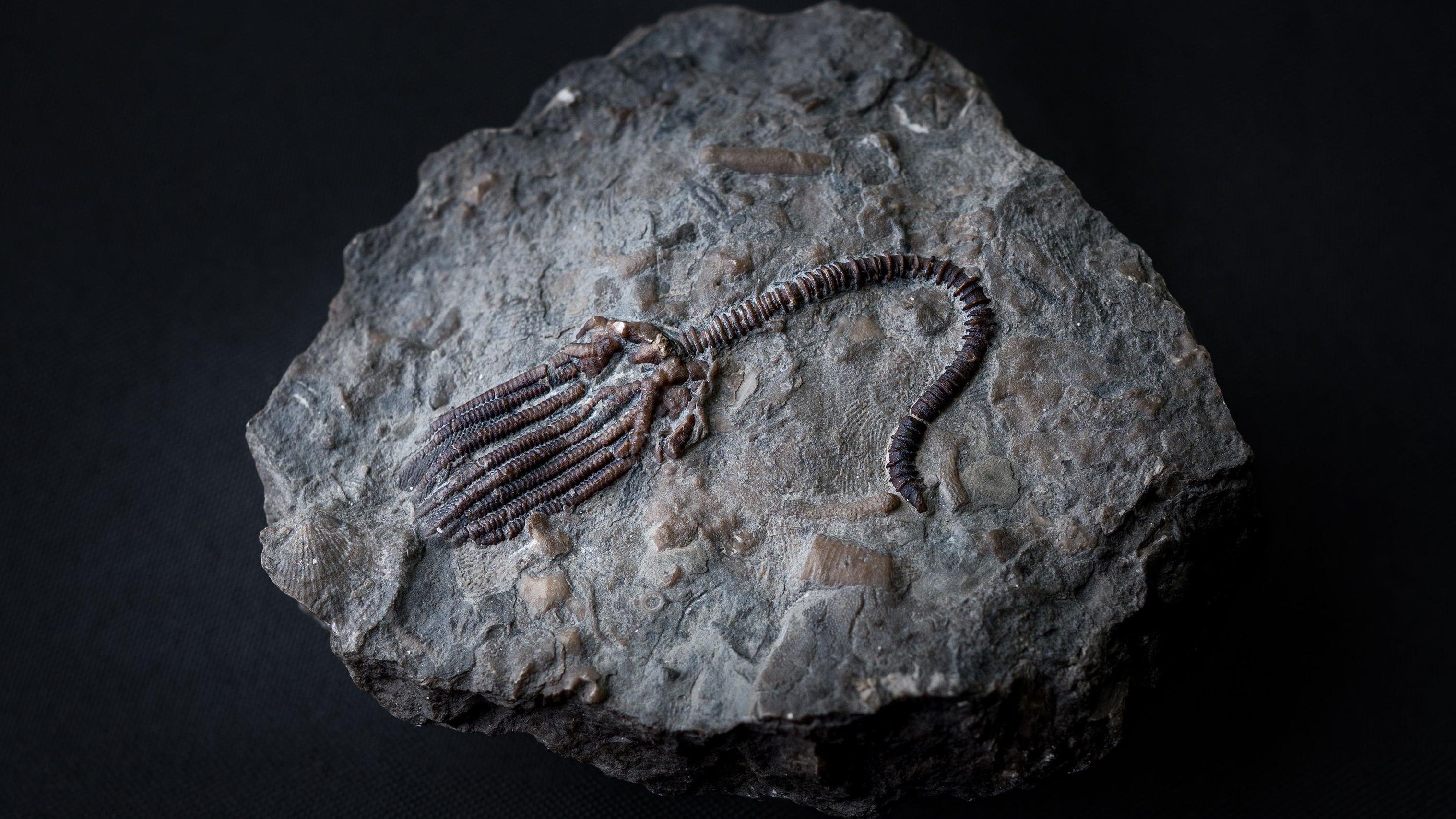 Una roca gris sobre fondo negro. Dentro de la roca se encuentran numerosos fósiles, y en el centro se encuentra un fósil de crinoideo casi completo. Muestra el tallo, compuesto por huesecillos apilados, y la cabeza y el estómago, compuestos por ramas braquiales cerradas.