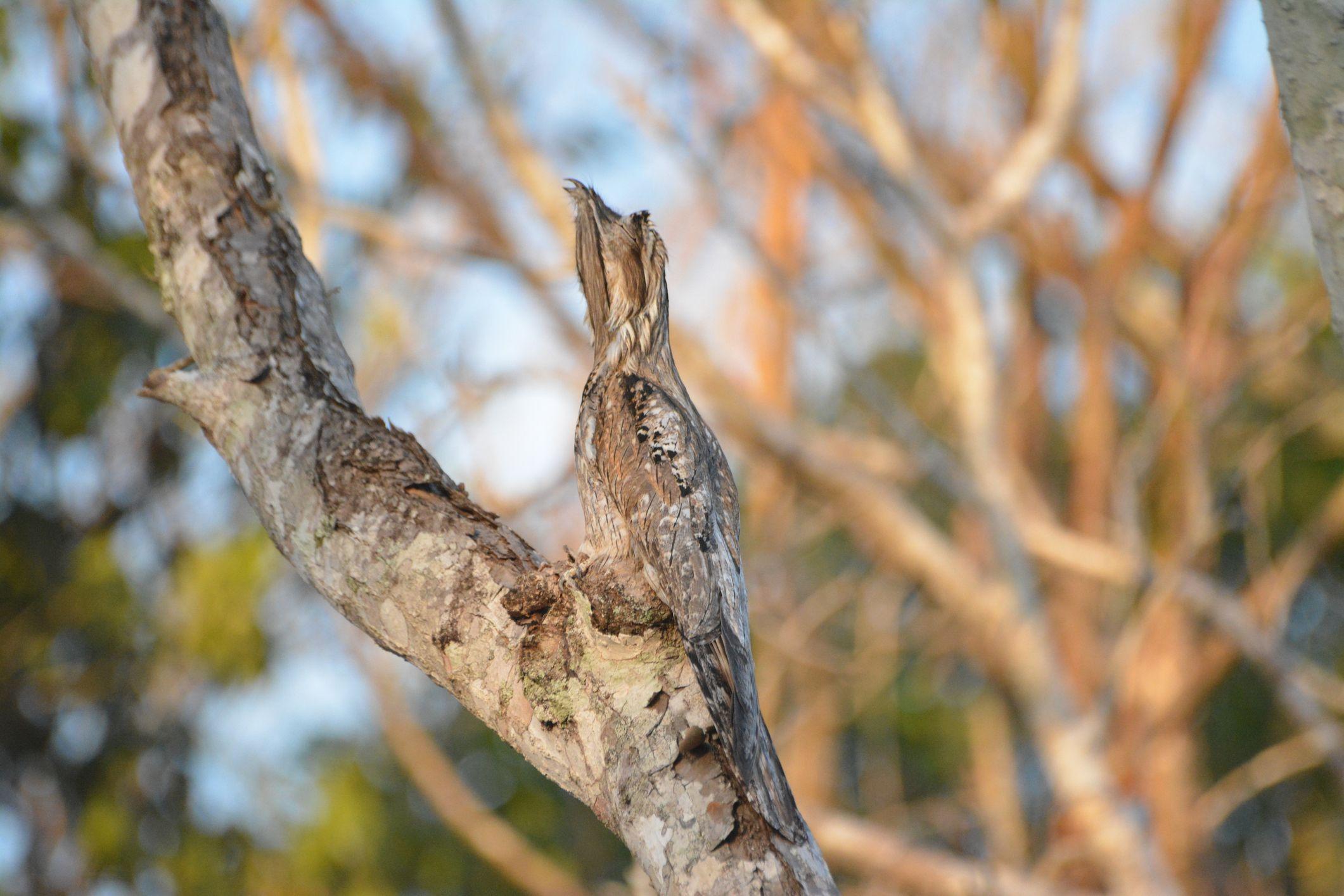 Un urutaú posa durante el día en una rama seca logrando camuflarse debido al color marrón grisaceo y la textura de su plumaje.