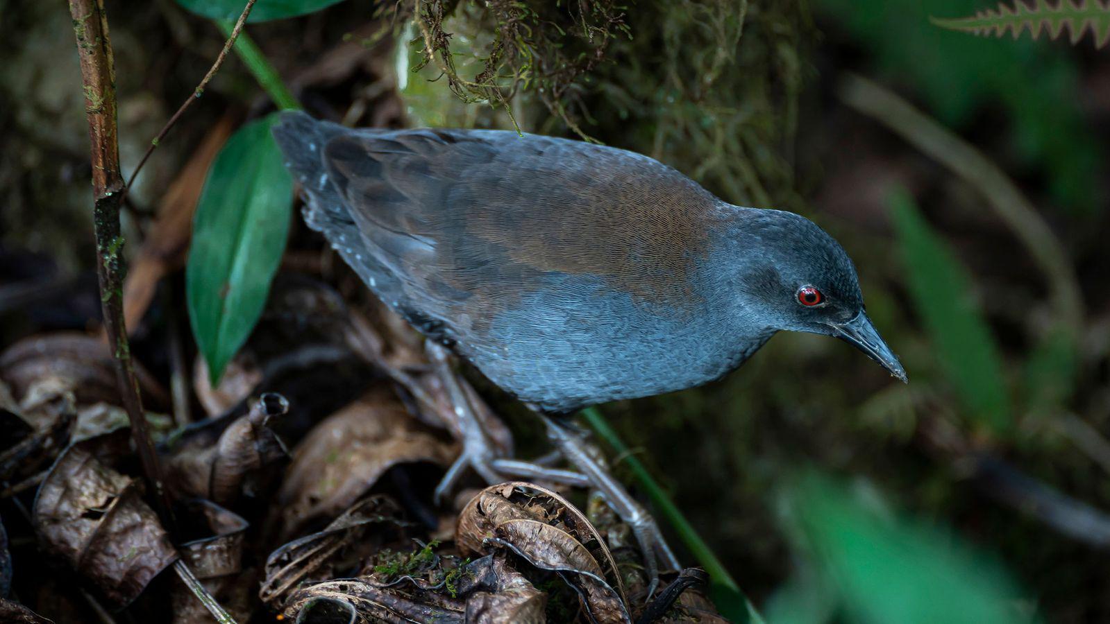Rascón de Galápagos